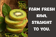 Avocad, a Script Font by FreshTypeINK (Thumbnail 5 of 8)