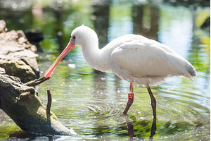 An American white ibis Eudocimus, an Animal Photo by COLORFUL