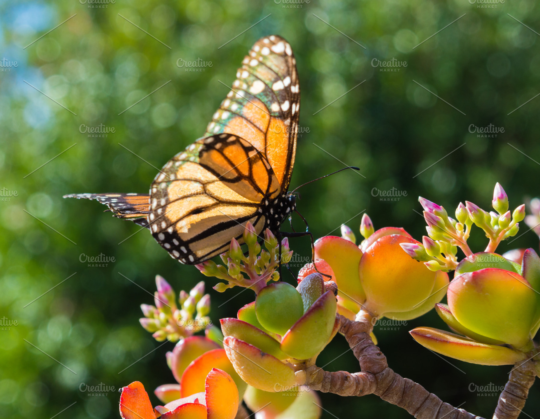 Monarch butterfly on jade plant featuring animalia, arthropoda, and cargentea, a Nature Photo by Margaret Clavell