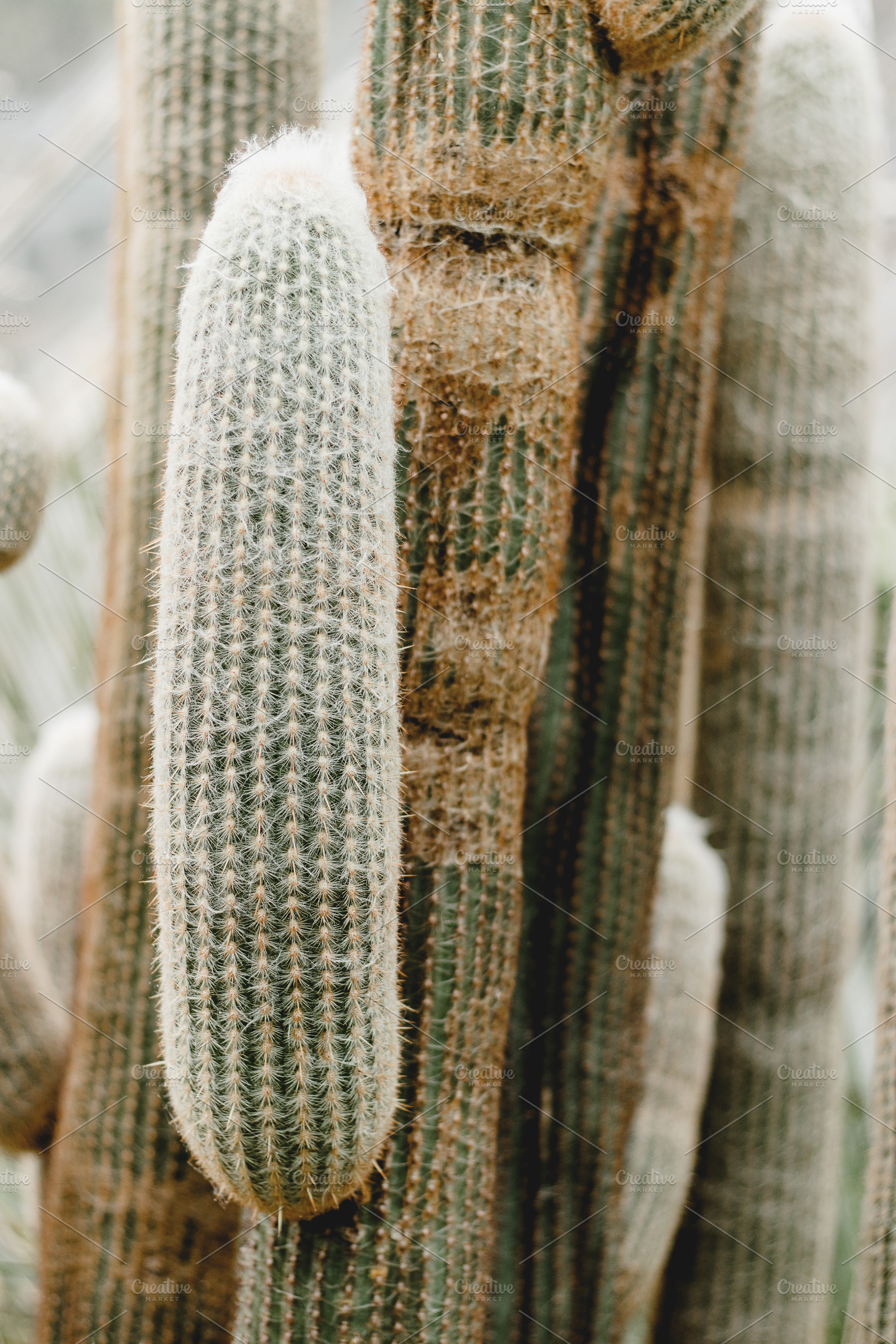 Minimalist Desert Cactus Portrait, a Nature Photo by René Jordaan Photography