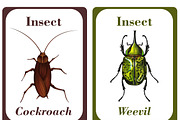 Insects Flash Cards for Kids, a Card Template by DigitalsDesigns (Thumbnail 4 of 5)