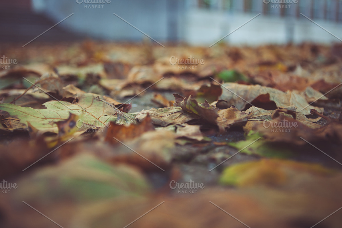 Autumn leaves bundle containing autumn, autumnal, and bundle, a Nature Photo by North & Beard Ltd (Photo 2 of 5)