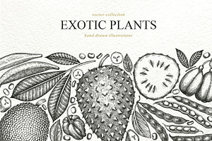 Exotic Plants Vector Collection