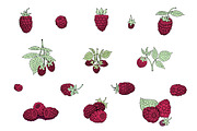 Raspberry Vector Collection, a Food Illustration by Lubov Illustrations Shop (Thumbnail 4 of 5)