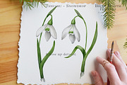 Snowdrop Birth Month Flower Clipart, an Illustration by Ksenia Shmakova (Thumbnail 9 of 9)
