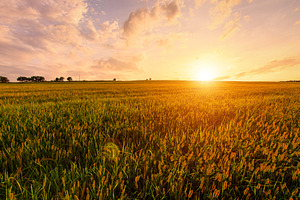 Golden hour over grain field for pastoral serenity. Sunlight ill, a Nature Photo by Eugene_Photo