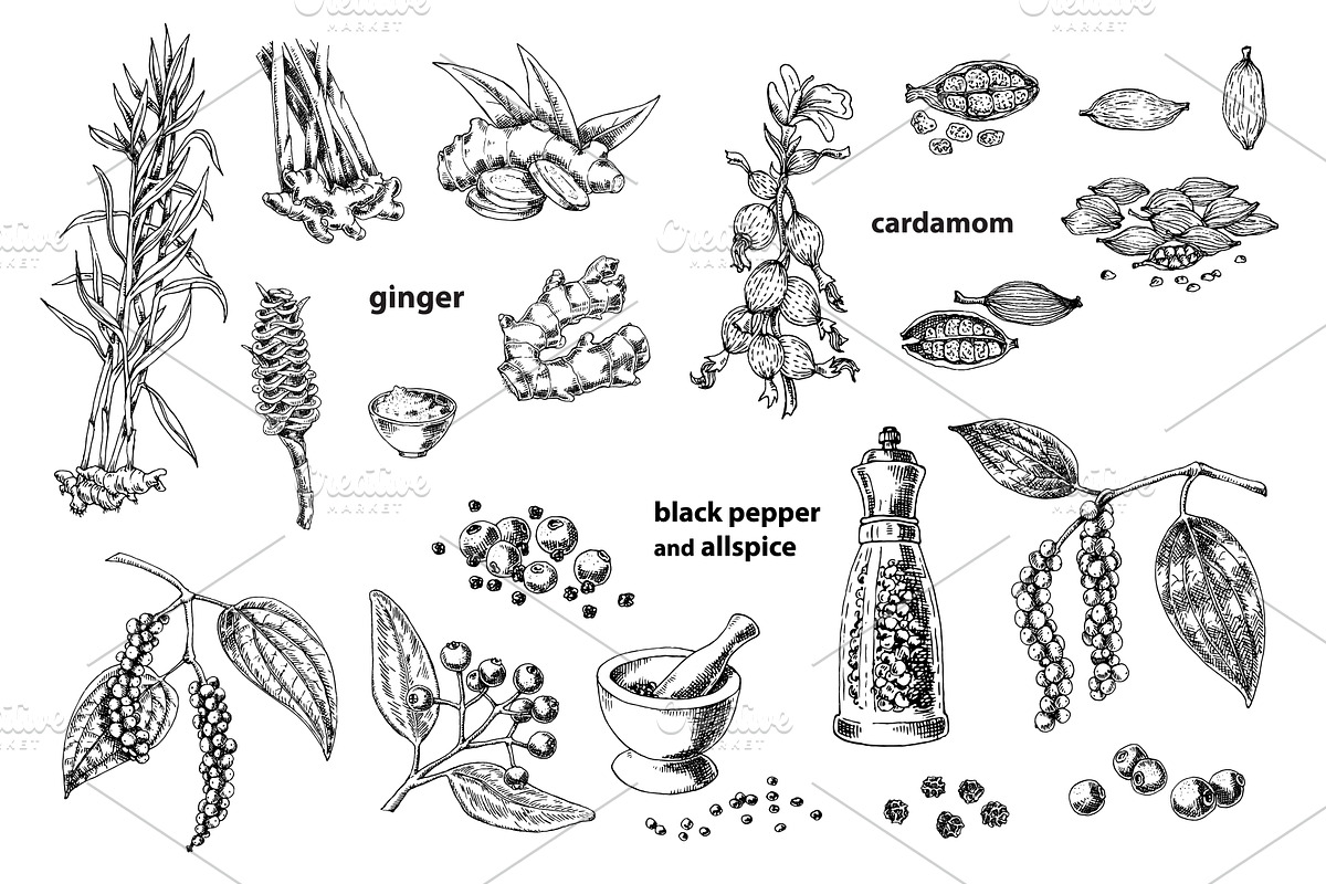 Spice Plants Collection, an Illustration by Evgeniia Lanskikh (Photo 5 of 11)