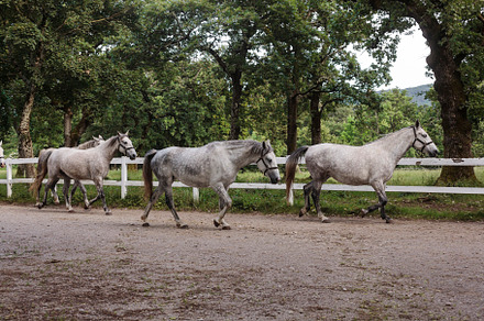 Lipica horse, breed horses, slovenia, europe, an Animal Photo by Bepslabor