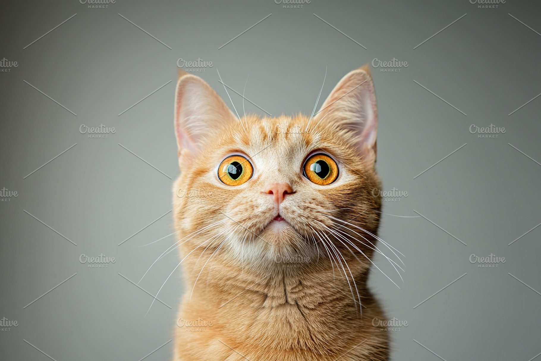 Ginger cat with big surprised eyes on grey background, an Animal Photo by AlyaAnd