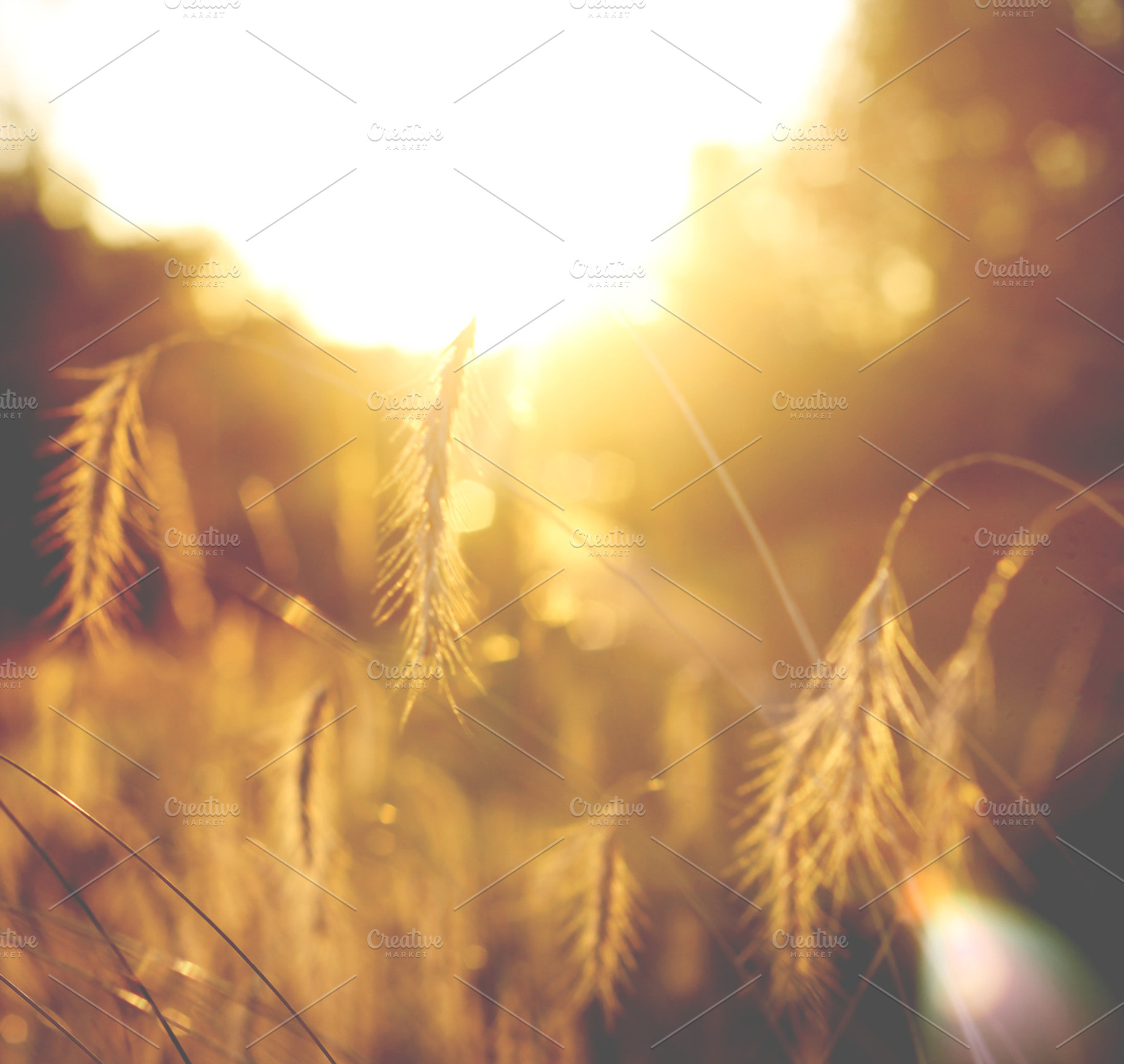 Golden hour featuring field, plants, and flowers