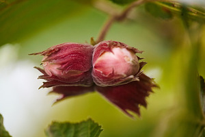 Close-up of a cluster of four red hazelnuts ripening on a branch. Horizontal sh, a Nature Photo by Rohan Photography