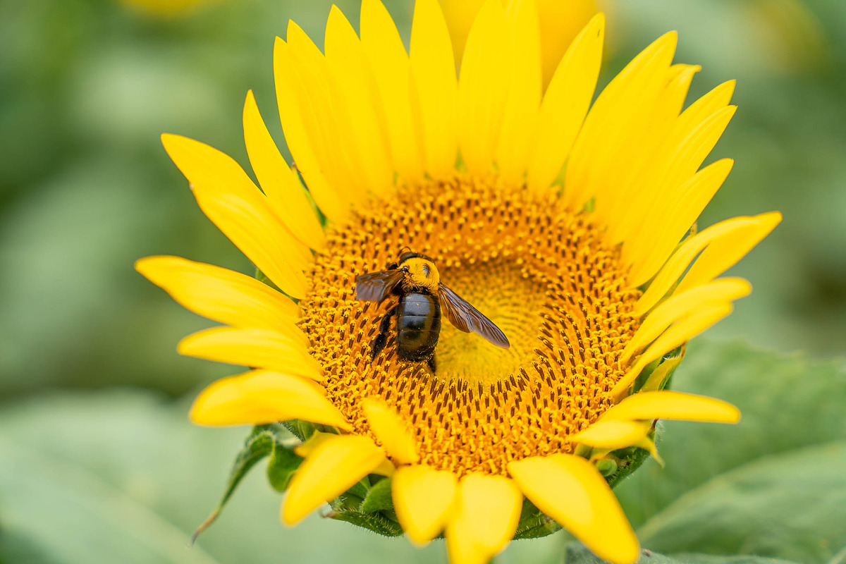 Bee on Sunflower – Bright Yellow Sum, a Nature Photo by Silent Nature (Photo 3 of 5)