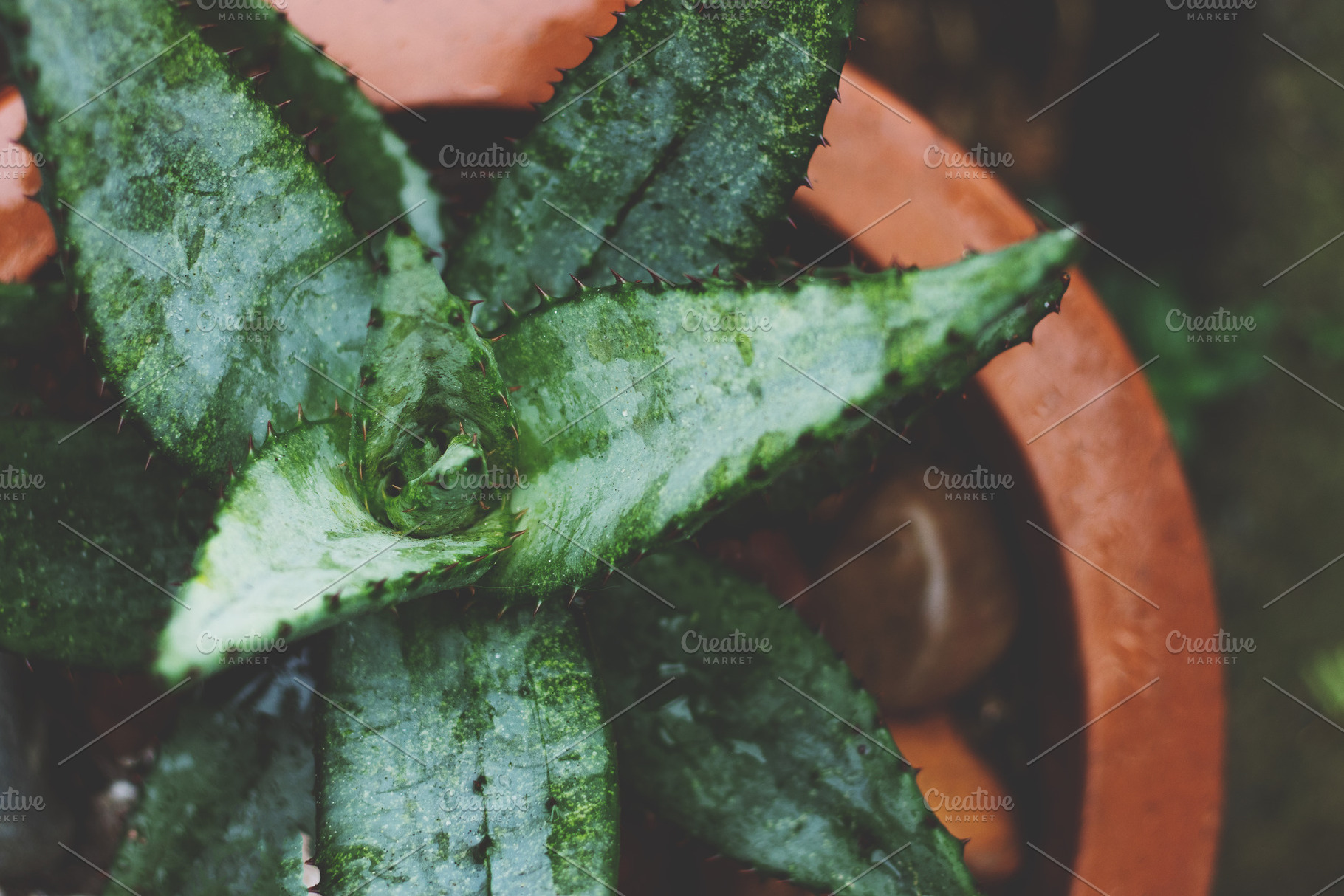 Closeup Aloe in Terracotta Pot Photo, a Nature Photo by René Jordaan Photography