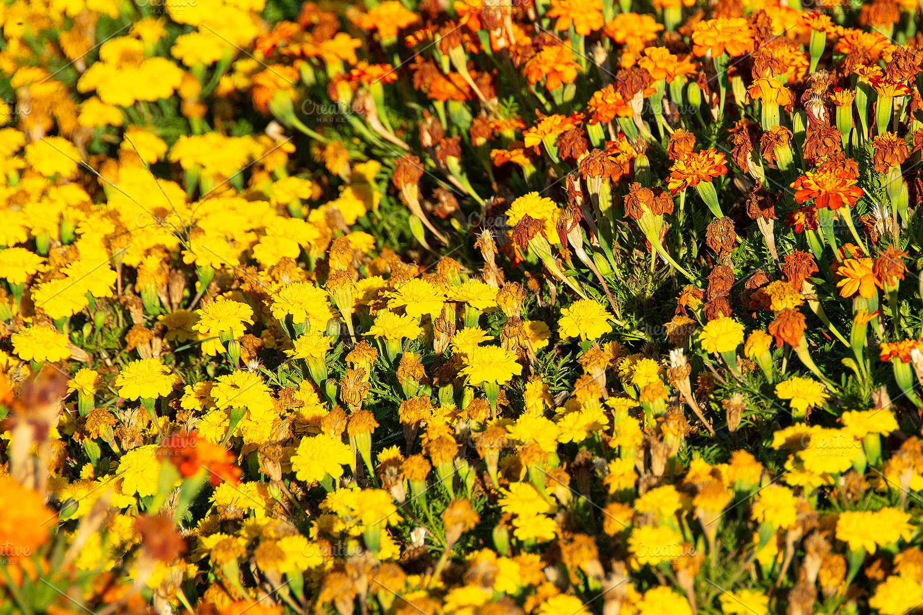 Yellow and orange flowers, a Nature Photo by DanFLCreativo