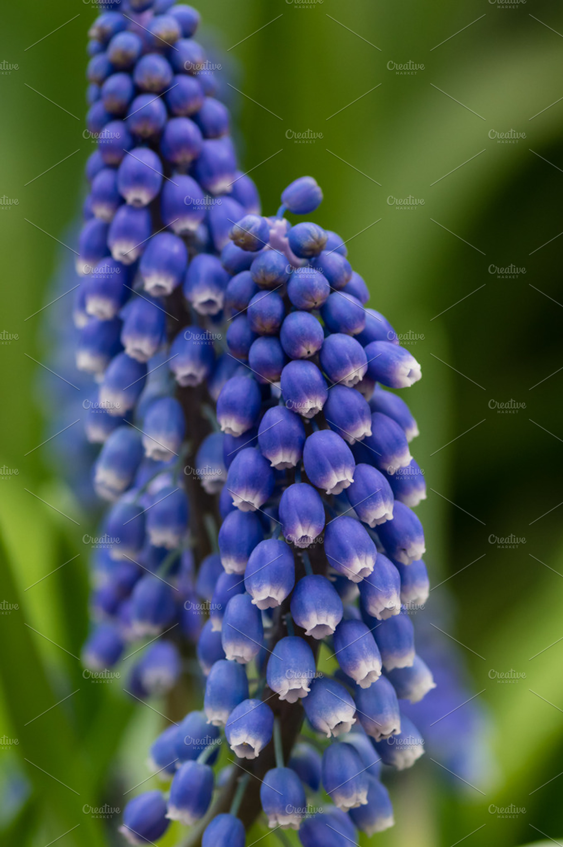 Grape Hyacinth In Flower Containing Nature Flower And Flowers
