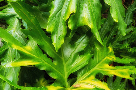 Huge leaves, a Photo by Peopleimages.com