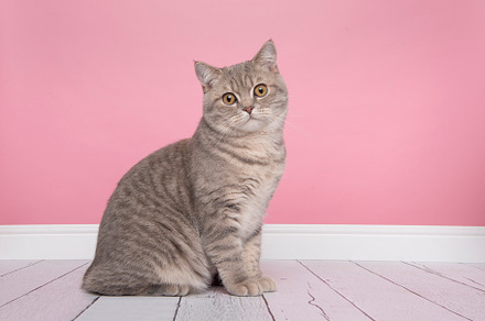 Sitting british shorthair cat stock photo containing animal and pet, an Animal Photo by Elles Rijsdijk
