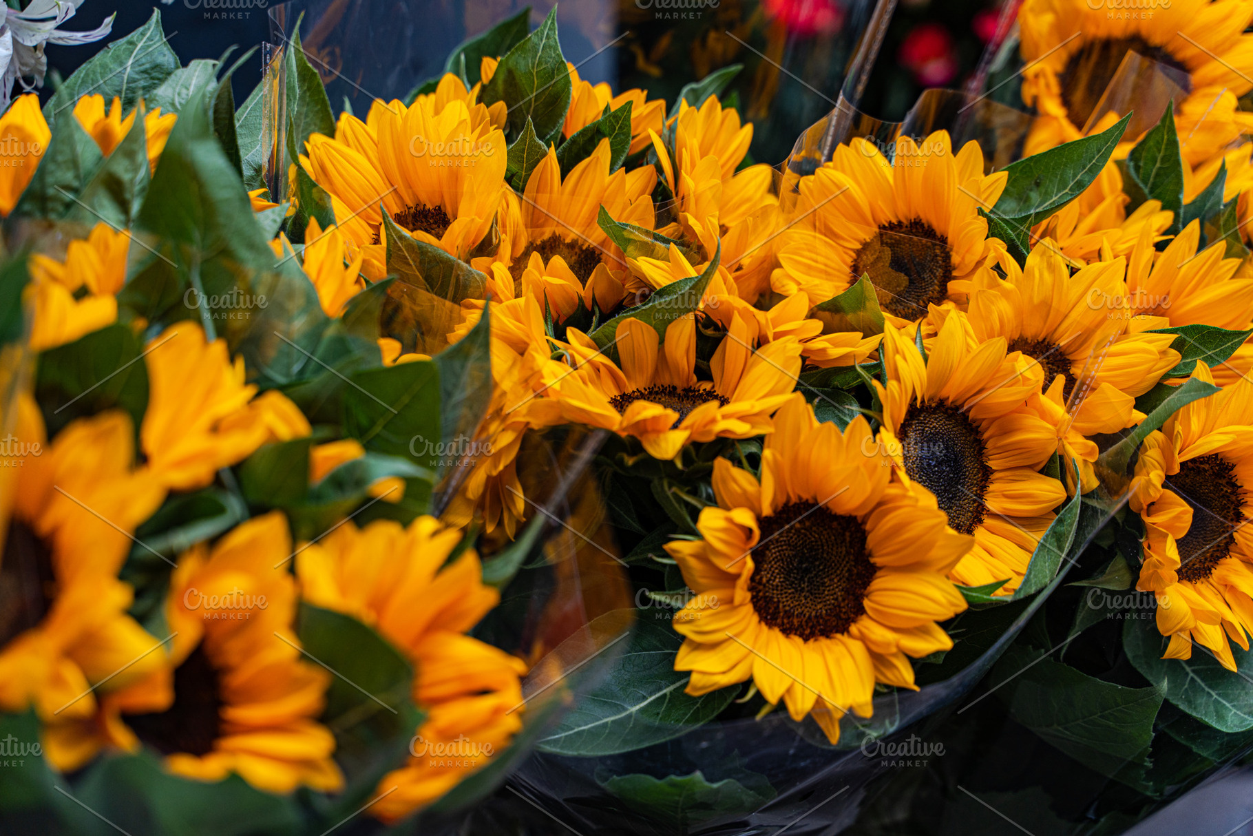 Beautiful yellow sun flowers in bouquet on the street market, a Nature Photo by Anna Bogush
