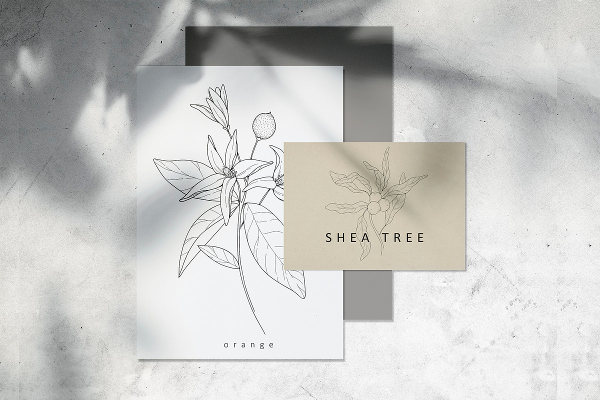 Cosmetic herbs, a Decorative Illustration by Merfin (Photo 3 of 6)