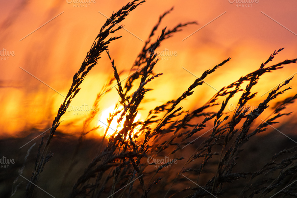 Cropfield sunset Bundle, a Nature Photo by Photo shack (Photo 3 of 6)