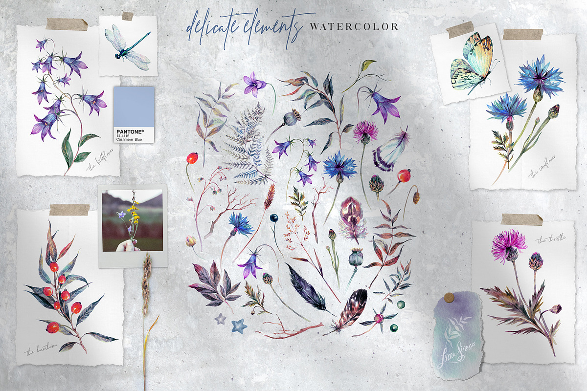 La Bucolica | Meadow Wildflowers Set, an Illustration by Inna Sinano (Photo 5 of 9)