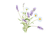 Vector object brushes. Lavender, a Brush Add-On by Peolla (Thumbnail 13 of 13)
