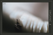 Organic 4 | 20 Botanical Photos, a Nature Photo by Melanie Helena (Thumbnail 5 of 21)
