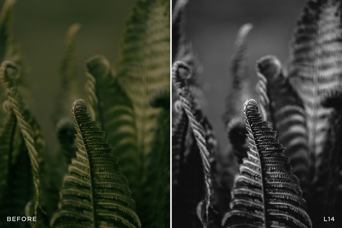 15 Leica Lightroom Presets, a Preset Add-On by Lavinsky Art Store (Photo 11 of 16)