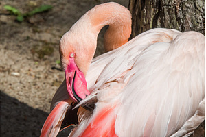 Greater Flamingo preening its, an Animal Photo by COLORFUL