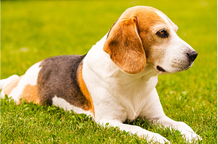 Tricolour beagle lying relaxed on, an Animal Photo by MadPhotos