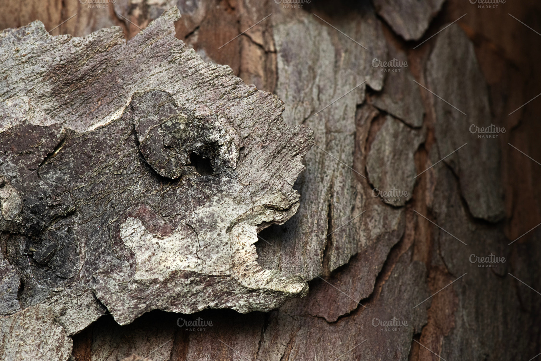 Bark of a Outeniqua Yellowwood tree, a Nature Photo by Rob D Animal Photography