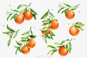 Orange Branch Watercolor Collection