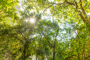 Jungle Canopy Africa, a Nature Photo by THP Creative