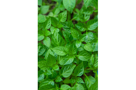 Pepper seedlings grow in spring, a Nature Photo by yanadjana
