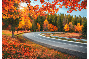 Empty mountain road, trees with red, a Transportation Photo by den-belitsky
