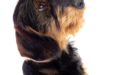 Black an brown dachshund, an Animal Photo by José Manuel Gelpi