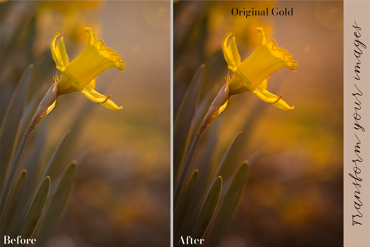 Golden Lightroom Presets, an Action Add-On by CL Creative Studio (Photo 2 of 9)