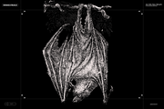 Halloween Special! Bats of the World, an Animal Illustration by Nomad Visuals (Thumbnail 14 of 17)