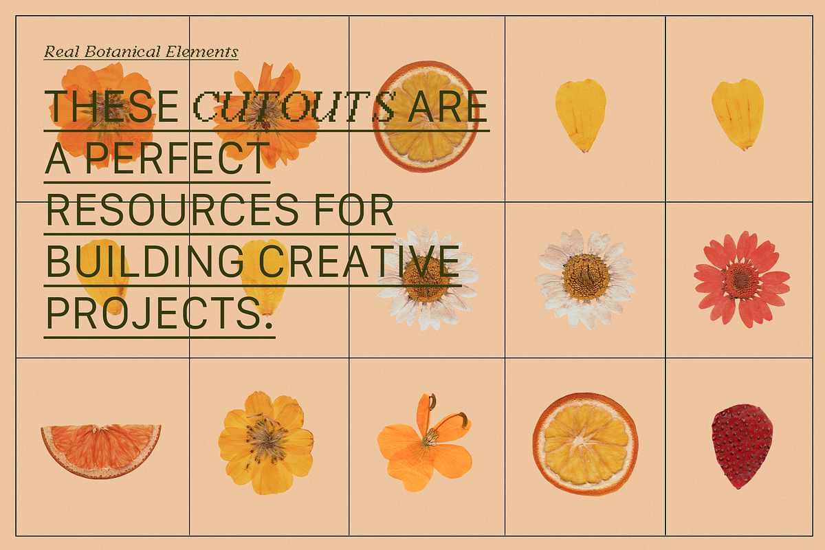 PRESSED BOTANY Floral & Fruit Cutout, an Object Graphic by Desert Poetic (Photo 4 of 10)