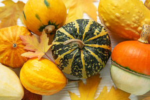 Assorted pumpkins and gourds decorating for fall harvest, a Food & Drink Photo by Olena Rudo