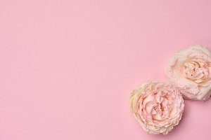 Blooming buds of pink roses on a pink background, composition, a Nature Photo by ndanko