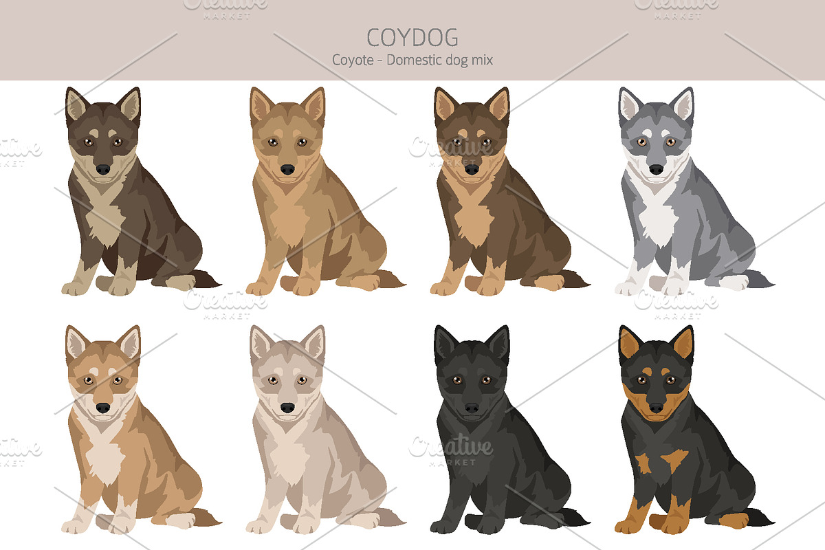 Coydog. Coyote - Domestic dog mix, an Animal Illustration by pet design shop (Photo 4 of 6)