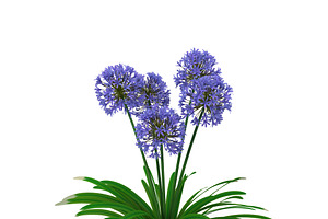 Agapanthus Africanus Flower