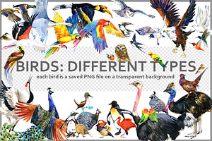 Watercolor Birds collection PNG, an Animal Illustration by FineArt