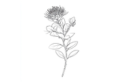 Prompt Botanical Line Art Flower, a Decorative Illustration by Creative design (Thumbnail 2 of 7)