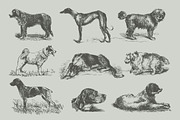 Vintage Bundle 2500+ Free Update, an Animal Illustration by Retro Machine (Thumbnail 94 of 170)