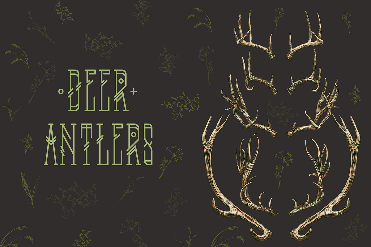 Deer antlers collection., an Animal Illustration by ArtOwl (Photo 2 of 8)