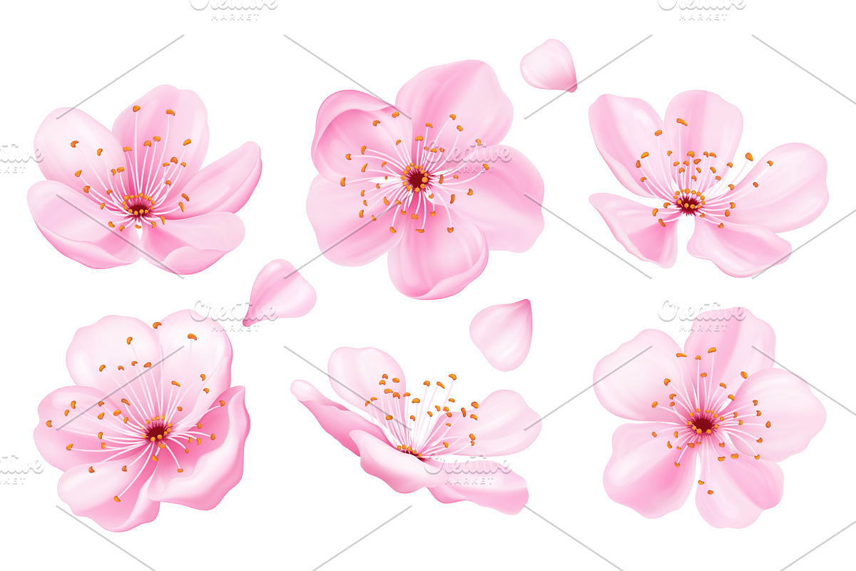 Pink sakura flowers collection., an Object Illustration by Yayasya (Photo 2 of 3)