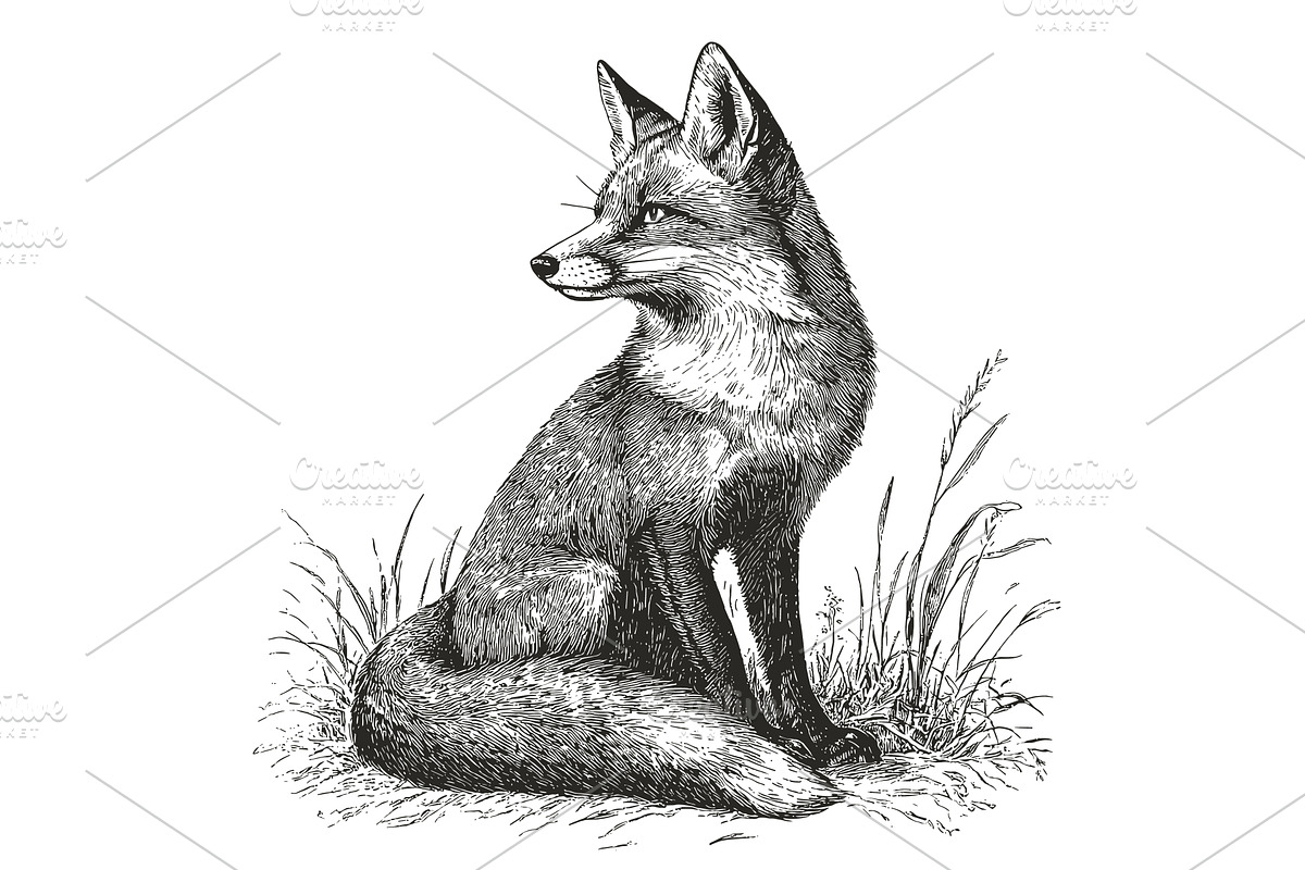 Sitting Fox Detailed Vintage, an Animal Illustration by LadadikArt
