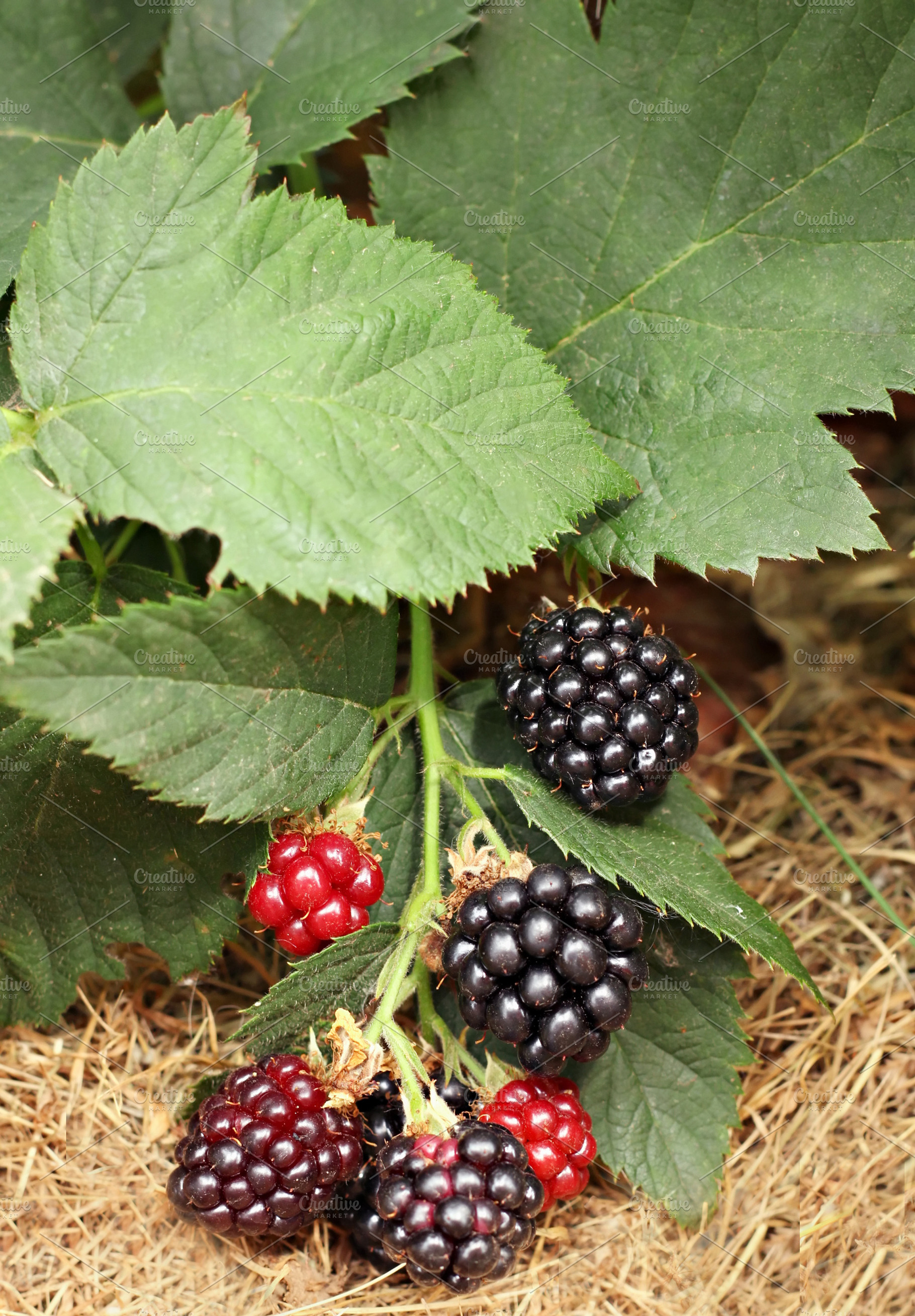 blackberry bunch, a Photo by saiko3p
